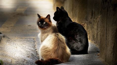 Birman Cat And Black Cat Hd Wallpaper Background Image 1920x1080 Id743859 Wallpaper Abyss