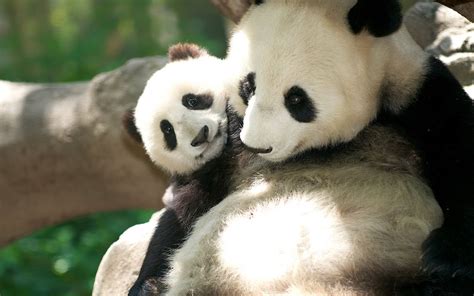 Những Hình Nền Gấu Trúc Panda Mập ú Dễ Thương Nhất