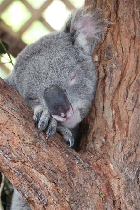 Just A Quick Snooze Koala Bear Cute Animals Baby Koala