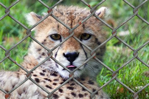 Free Images Wildlife Zoo Predator Freedom Fauna Cheetah