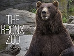 Watch The Bronx Zoo - Season 2 | Prime Video