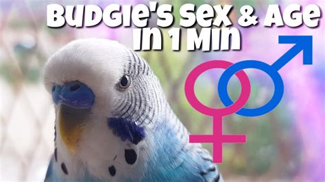 Know Budgie S Age Sex In 1 Minute YouTube