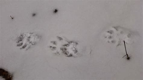 Tracks of a fisher cat that i was following yesterday. Tales From The Wilds: Nest Box Archaeology and the Last of ...