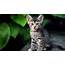 Kitten Latests Wallpapers  All Wildlife Photographs