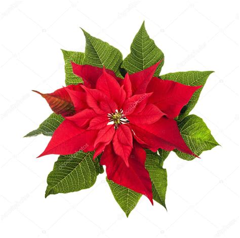 Flores de pascua simplemente decir navidad! Christmas poinsettia plant isolated on white — Stock Photo ...