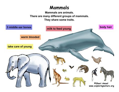 Mammals Wpz Abc Mind Map