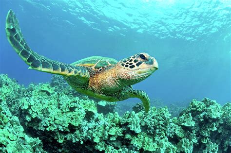 Sea Turtle In Coral Hawaii Photograph By M Sweet Fine Art America