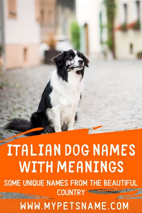 Italian Dog Names With Meanings Italian Dogs Dog Names Puppy Names