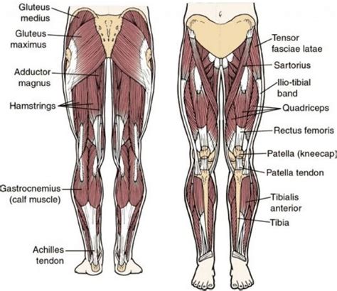 Hip Anatomy Muscles And Tendons And Gallery Diagram Of Hip Muscular Thighs Leg Muscles