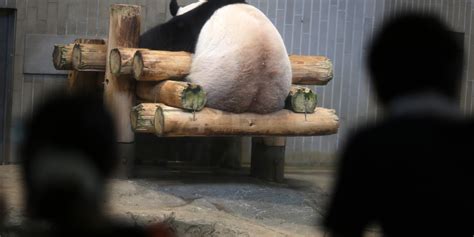 12 Reasons Pandas Give Not To Have Sex Huffpost