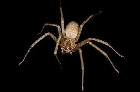 Brown Recluse Spider Found In Womans Ear 957 The Hog