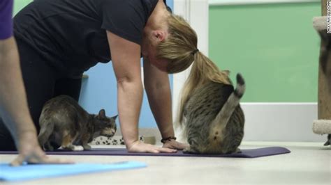 Cat Yoga The Mewest Exercise Trend Cnn