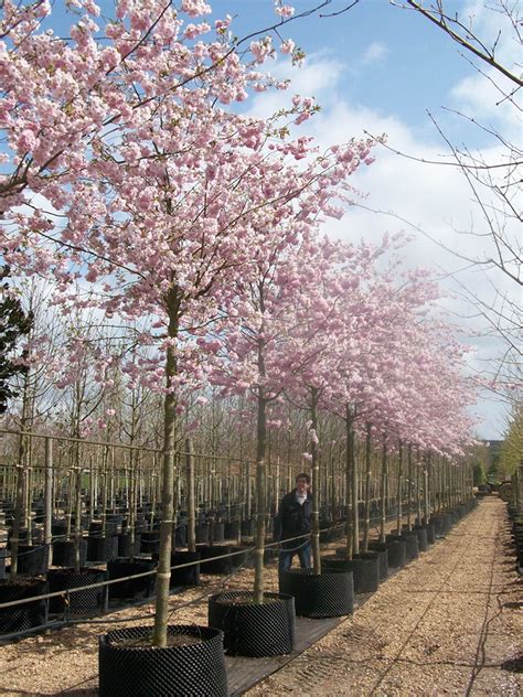 Prunus Accolade Flowering Cherry Cherry Trees Garden Small