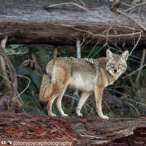 Coyote Watch Canada On Instagram Poignant And Beautiful Photo Message