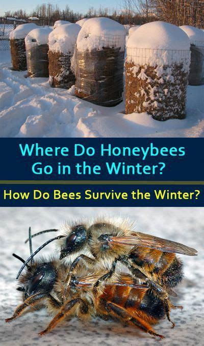 How Honey Bees Survive The Winter Cold What Happens To Bees In The