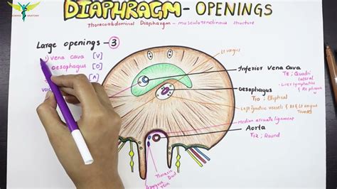 Diaphragm Anatomy Openings And Structures Passing Youtube