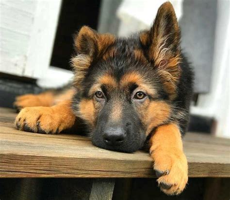 For example, if a female german shepherd is 64.5 centimeters, then they should be 54.825 centimeters high. Feeding a German Shepherd Puppy. When a pet as endearing as a German… | by Dog Universum | Medium