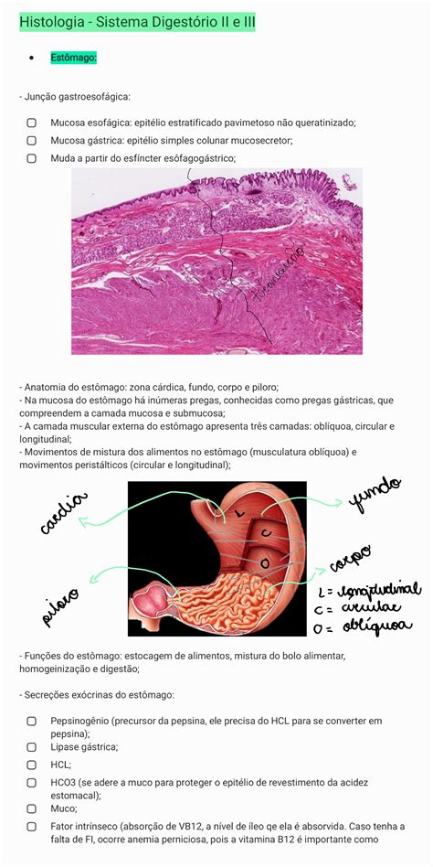 Histologia Sistema Digestório Ii E Iii Histologia I