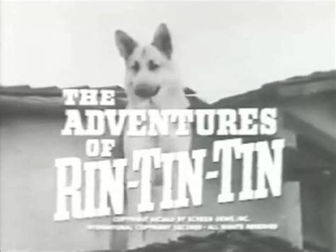 The Adventures Of Rin Tin Tin Alchetron The Free Social Encyclopedia