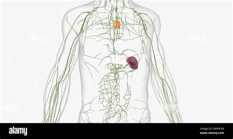 Le Système Lymphatique Est Un Réseau Dorganes De Tissus De Vaisseaux