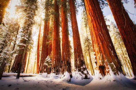 Sequoia National Park Sequoia National Park National Parks Sequoia