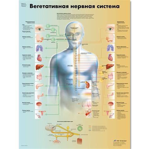 The Vegetative Nervous System Chart 1002323 Vr6610l