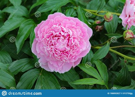 Stunning Beautiful Double Pink Peony Flower Stock Image Image Of