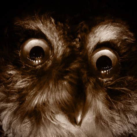 Scary Owl Manchester Museum Stephen Gidley Flickr