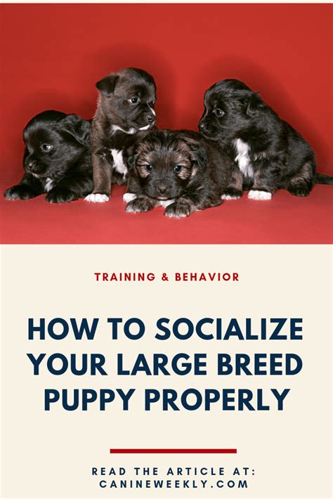 A puppy's primary socialization period, the period of life when it is most important to expose him to people and other dogs, is between three and sixteen weeks. Shepherds, Mastiffs, and Bully breeds are all somewhat ...