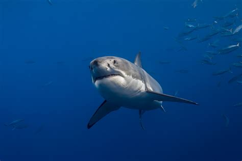 Great White Shark Swimming — By George T Probst