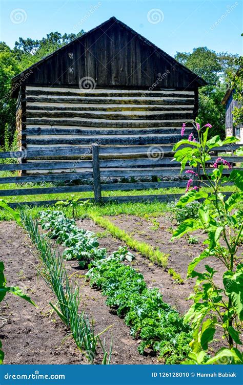 Vegetable Garden With Log Barn Stock Photo Image Of Heirloom