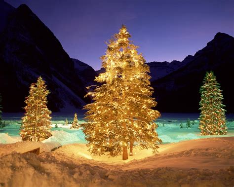 Free Download 1280x1024 Christmas Trees In The Wild 1280x1024 For