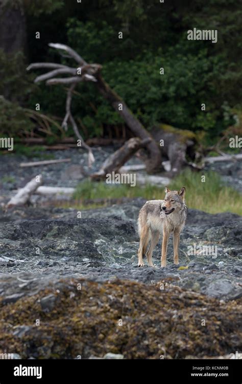 A Vancouver Island Wolf Pauses While Walking Along The Shoreline On An