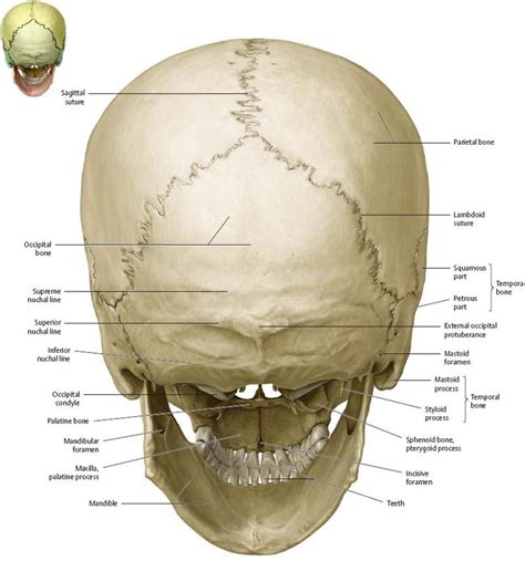 Pin De Rim Jelmad Em Anatomy Anatomia Cabeça E Pescoço Cabeça E