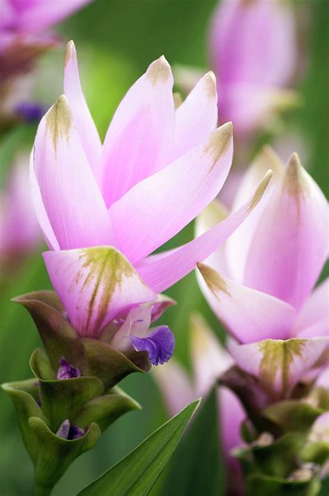 Siam Tulip Curcuma Alismatifolia Photograph By Maria Mosolova Pixels