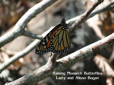Raising Monarch Butterflies Larry Bogans Website Pages