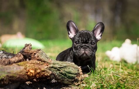 Frenchie Bulldog Wallpapers Wallpaper Cave