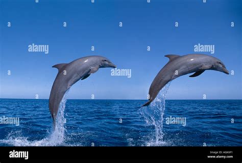 Bottle Nosed Dolphins Jumping Honduras Central America Stock Photo Alamy