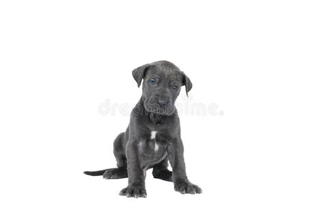 672 Blue Great Dane Puppy Dog Stock Photos Free And Royalty Free Stock