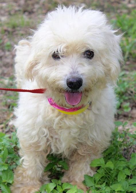Adopt Abby On Petfinder Poodle Mix Dogs Pets Poodle Mix