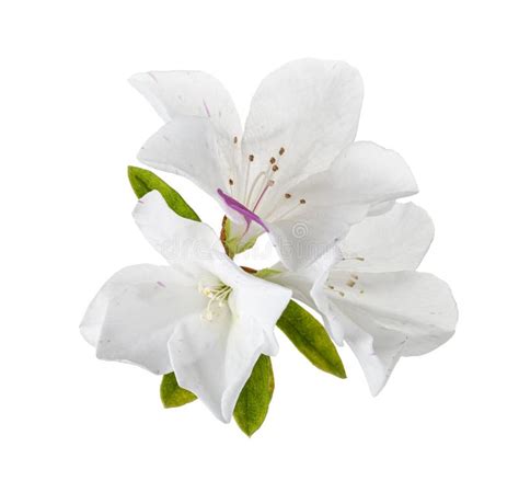 Azaleas Flowers With Leaves White Flowers Isolated On White Background