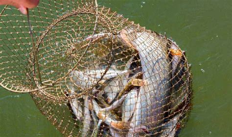 Ikan hias air tawar adalah jenis ikan yang hidup di air tawar dan dipelihara di akuarium atau kolam sebagai hiasan. 20 Jenis-jenis Ikan Air Tawar Populer di Indonesia - PintarPet