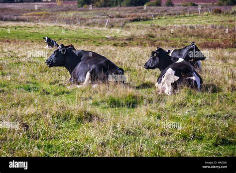 Dairy Cattle Laying Down In A Field In Rural America Stock Photo Alamy