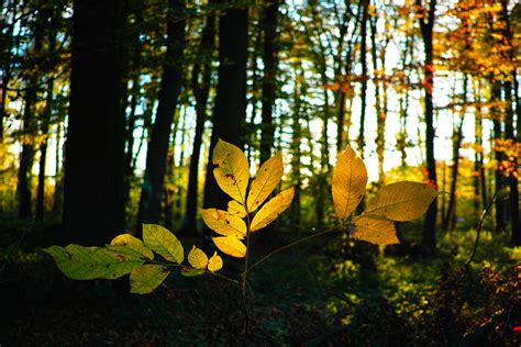 Waldspaziergang In Der Herbstsonne Foto And Bild Jahreszeiten Herbst