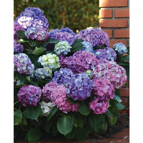 Maybe you would like to learn more about one of these? 2-Gallon Blue Hydrangea 'LA Dreamin' Flowering Shrub in ...
