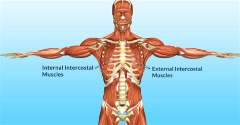 Intercostal Muscle Strain Symptoms From Coughing Healing Time