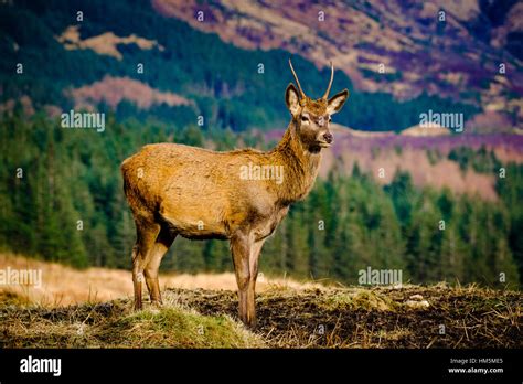 A Young Red Deer Stag In Glen Etive Highlands Of Scotland In Winter
