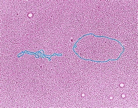 Jun 25, 2021 · london, jun 25: Lambda Phage Dna Photograph by Dennis Kunkel Microscopy ...