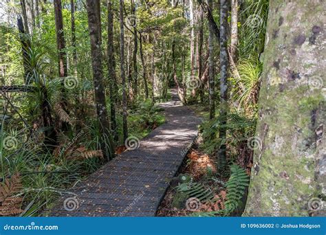 Native New Zealand Boardwalk Path Stock Photo Image Of Background