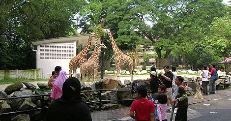 Visit malaysia's first national zoo, zoo negara, which covers 110 acres of land just 5km from the city of kuala lumpur. Zoo Negara, Kuala Lumpur | Backpacking Malaysia